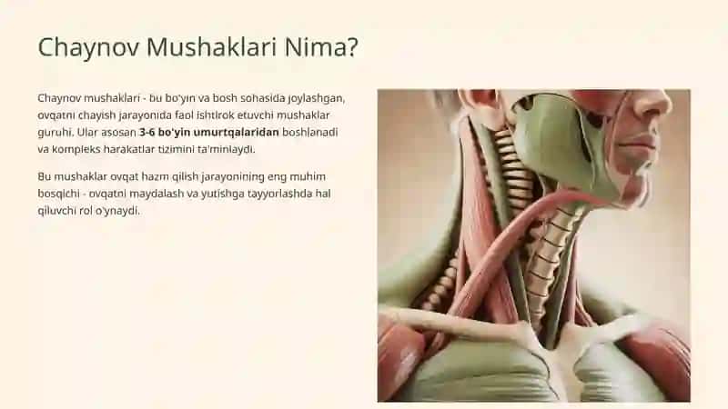 Chaynov Mushaklari: Anatomiyasi va Vazifalari 2