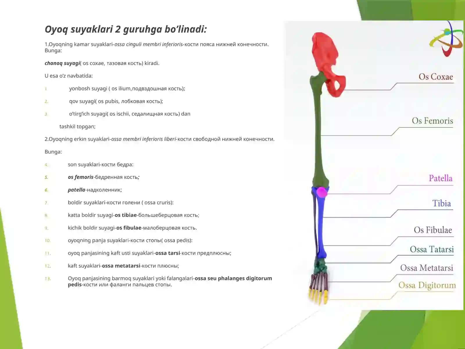 OYOQNING KAMARVAERKIN SUYAKLARI 2