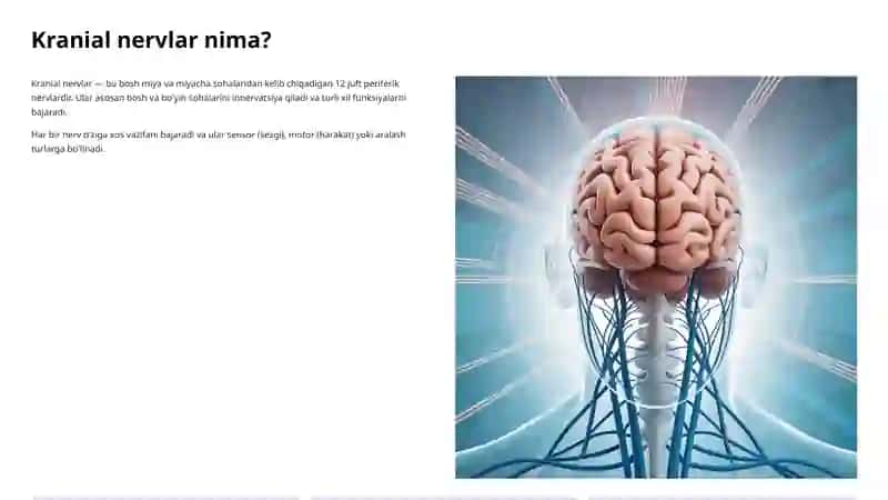 Kranial nervlar: I–XII juft 2