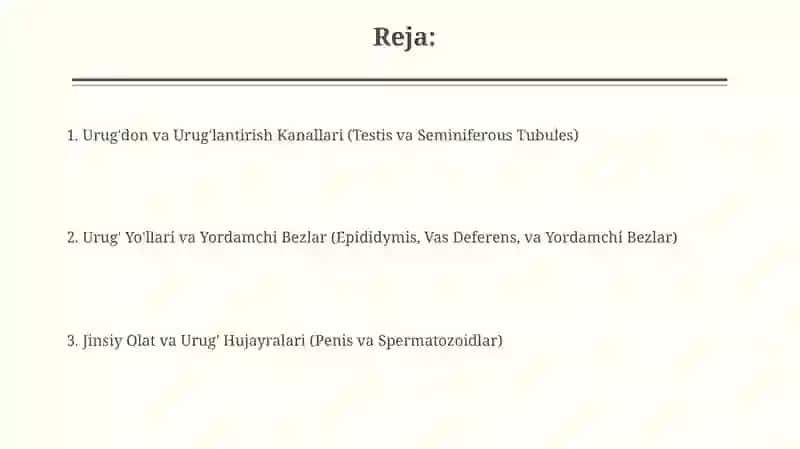 Erkaklar jinsiy tizimi gistalogiyasi 2