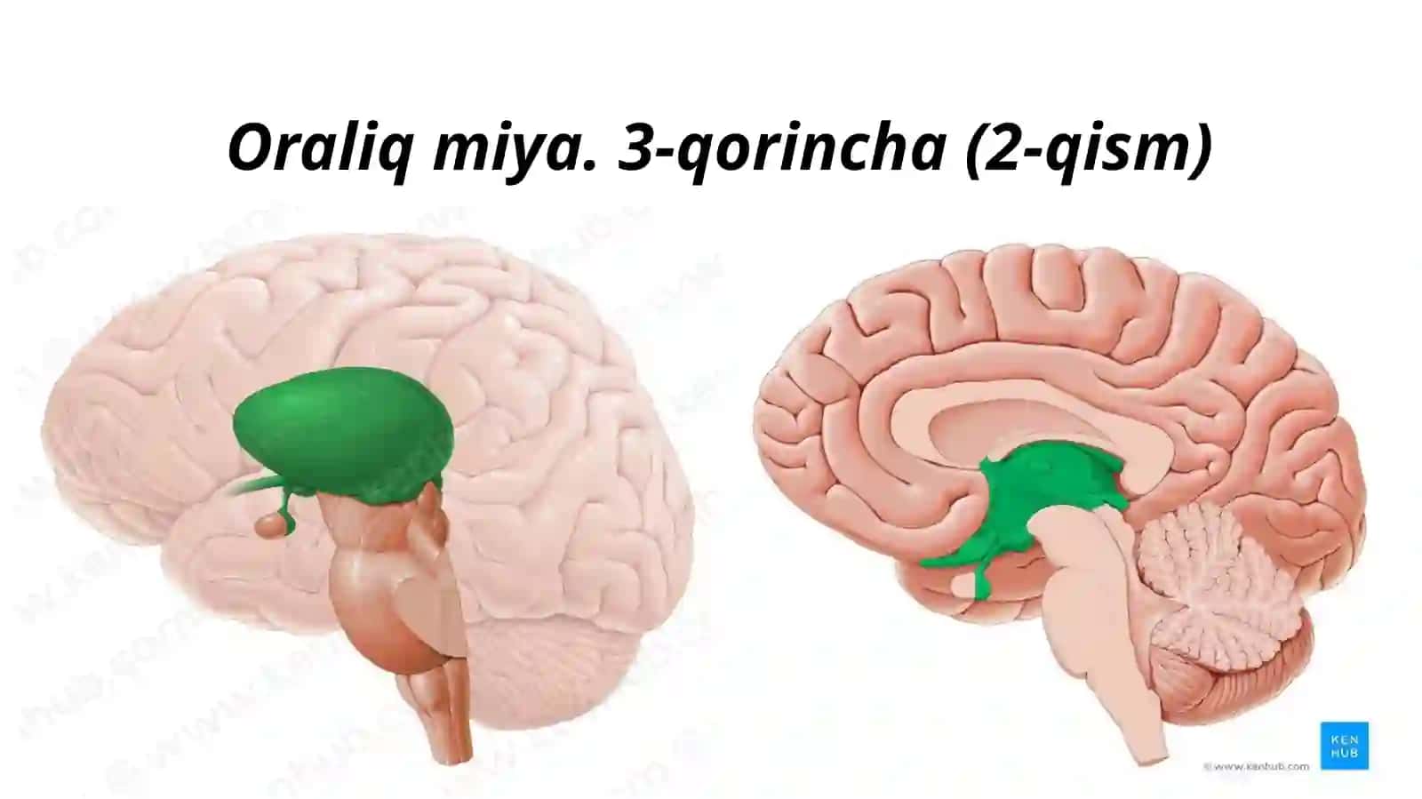 Oraliqmiya.3-qorincha(2-qism) 2