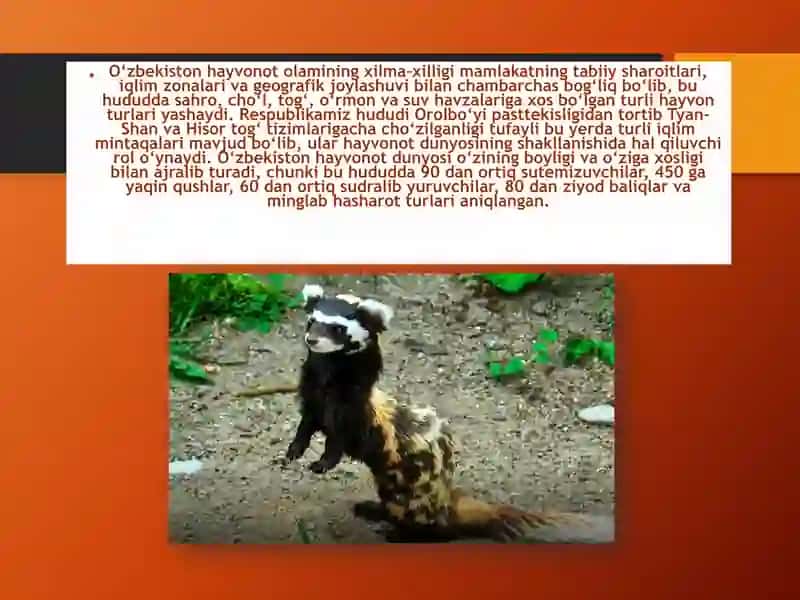 O‘zbekistonning noyob va Qizil kitobga kiritilgan hayvonot olami vakillari 2