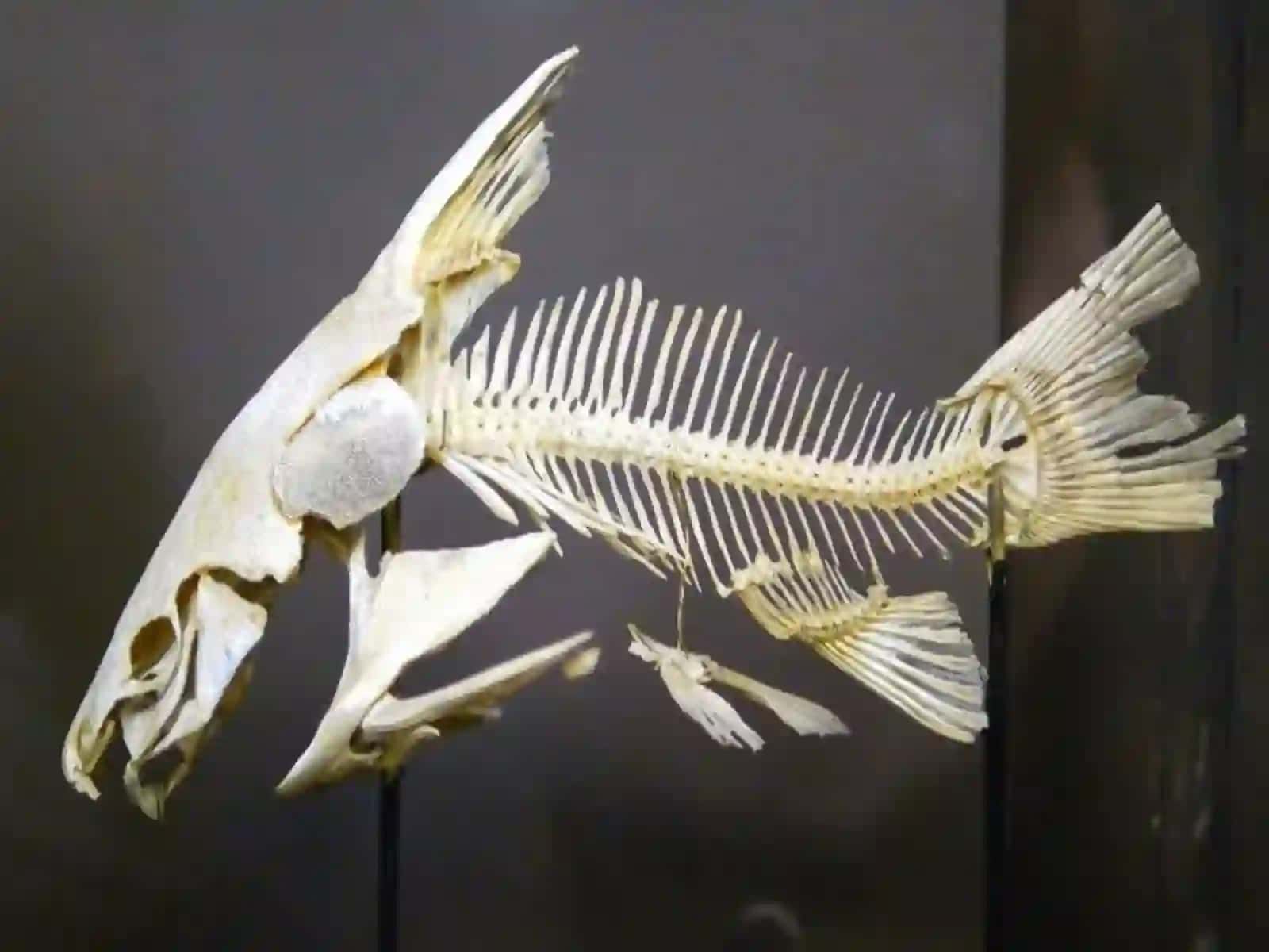 7-sinf Zoologiya Baliqlarning tashqi tuzilishi, skeleti, suzgich pufagi dars ishlanmasi 2