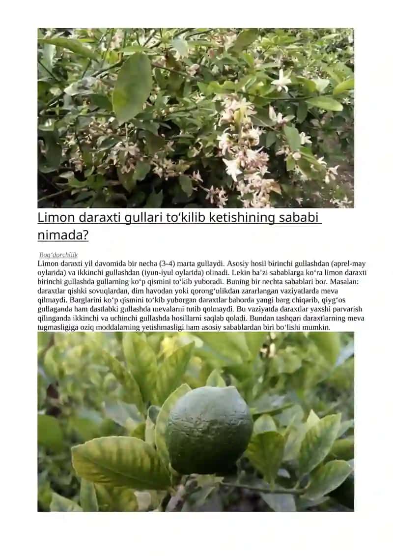 Urug‘ mevali daraxtlar 2