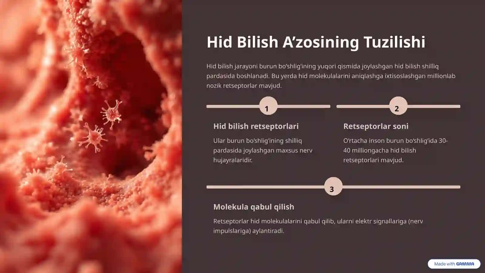 Hid Bilish A’zosi: Insonning Muhim Sezgi Organlari 2