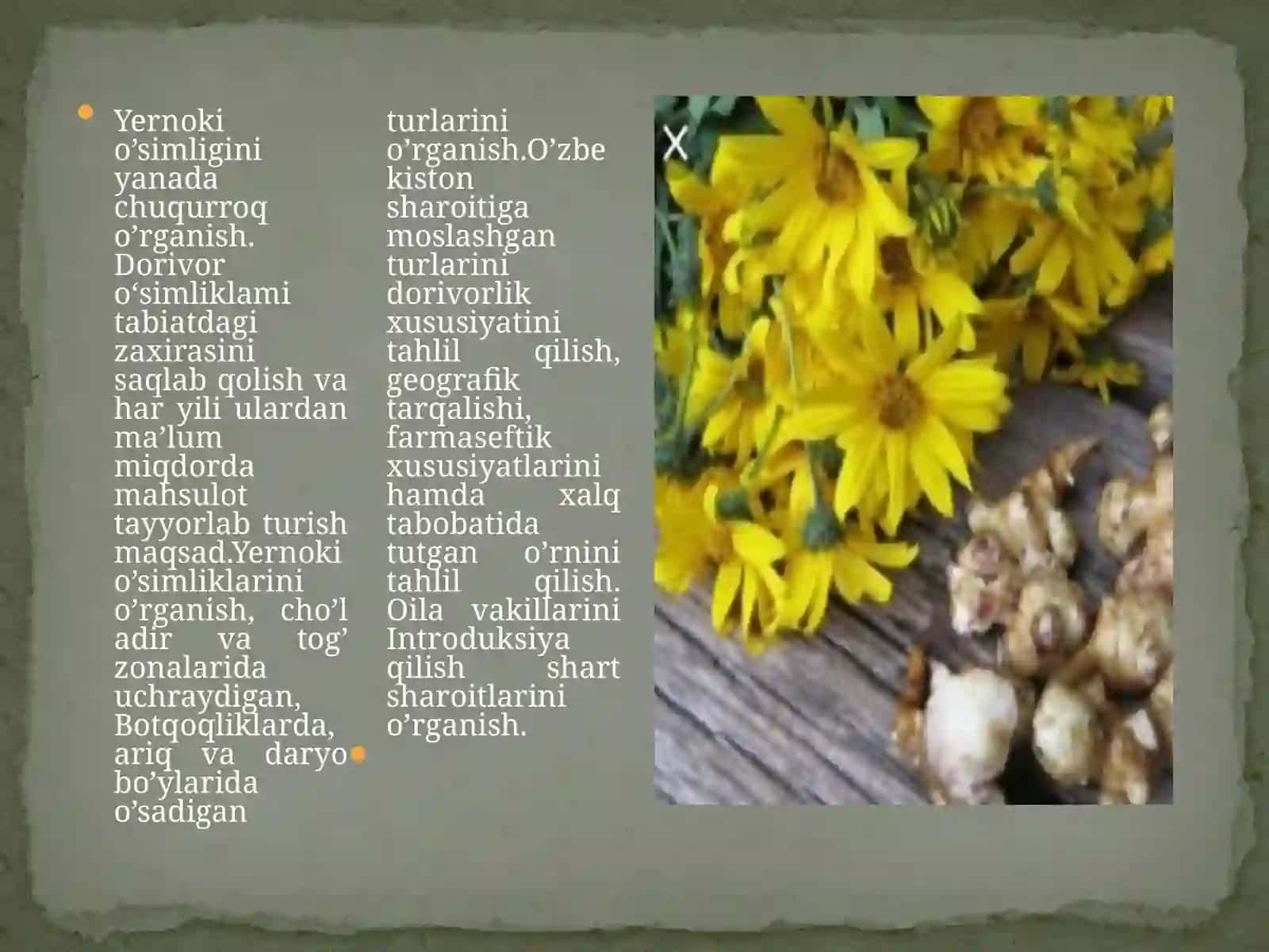 Yernoki(Topinambur)-Helianthustuberasustugaganligio`simligininglabaratoriyatahlili 2