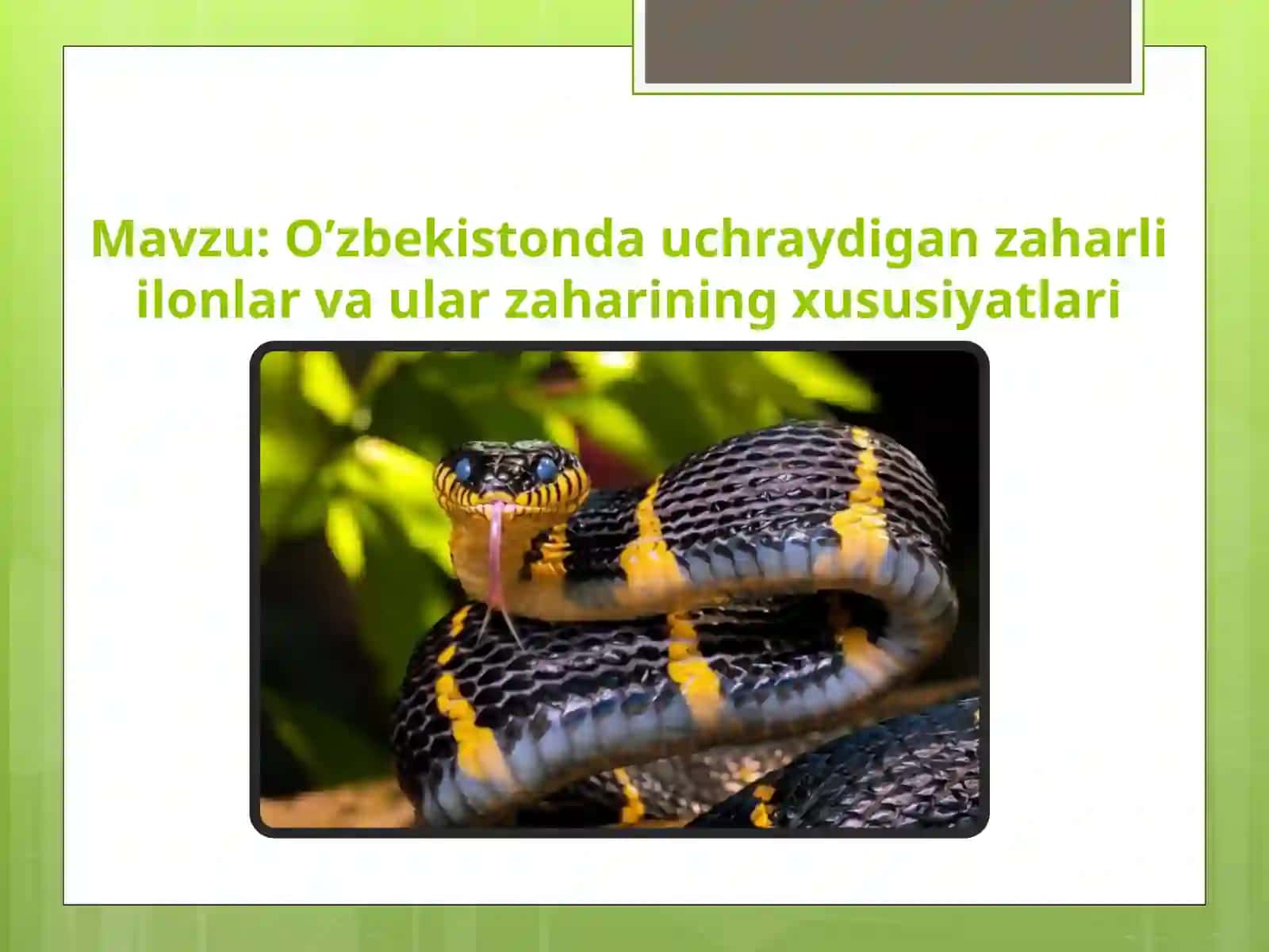 O’zbekistondauchraydiganzaharliilonlarvaularzahariningxususiyatlari 2