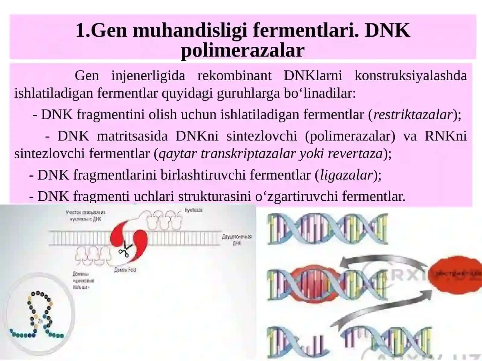 Gen muxandisligi fermentlari.DNKnibo‘laklargaqirqishvarestriksionxaritalarnituzish 2
