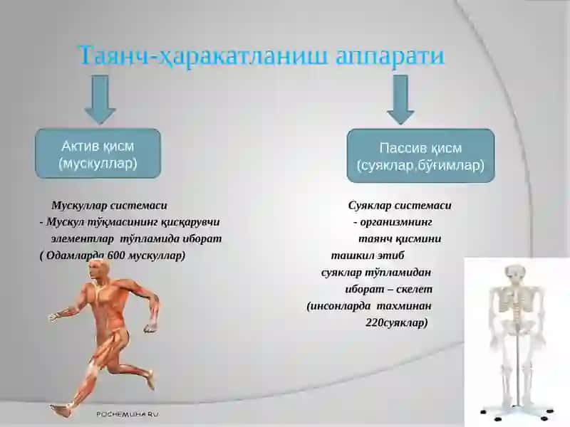 Таянч –ҳаракатланиш системаси ва унинг ёшга хос хусусиятлари 2