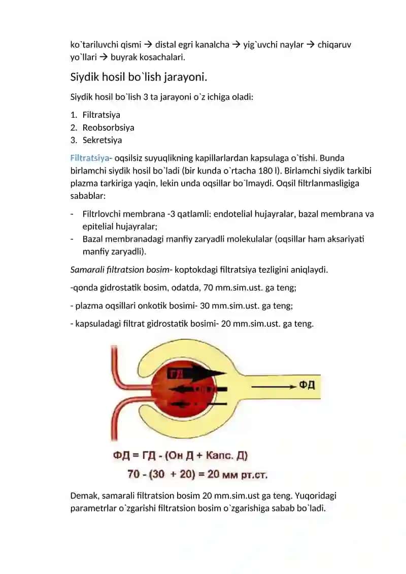 Ayiruv sistemasi fiziologiyasi 2