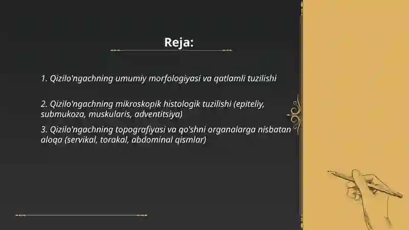 Qizilo'ngachning tuzilishi, topografiyasi va funksional anatomiyasi 2