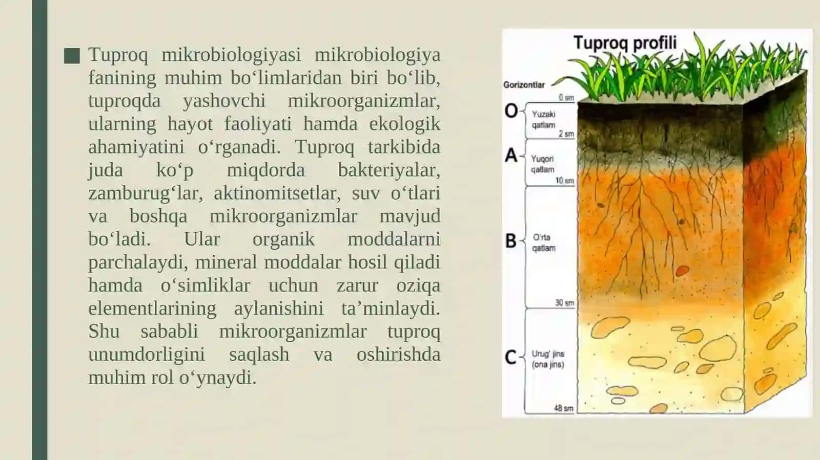 Tuproq mikrobilologiyasi osimlik ildizdagi miroorganizmlar va ularning ahamiyati 2