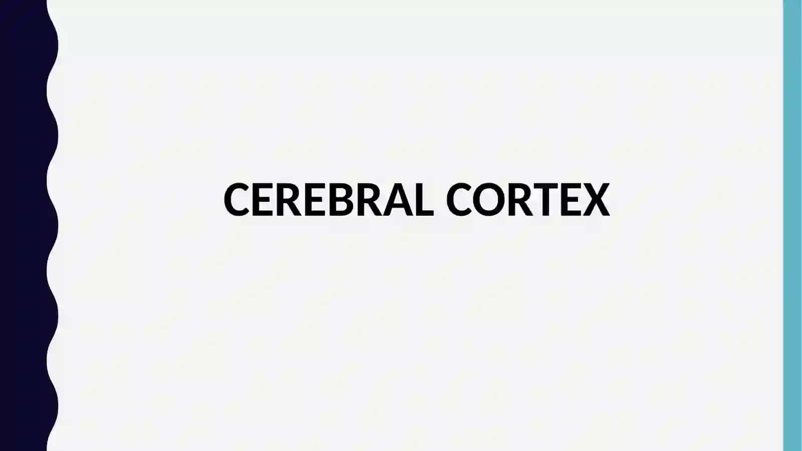 FUNKSIYALAR CEREBRAL CORTEX 2
