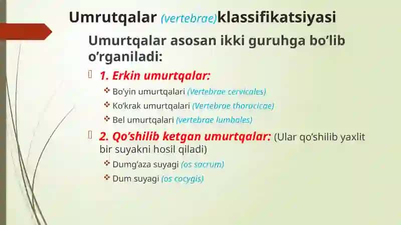 Umurtqalar ANATOMIYASI 2
