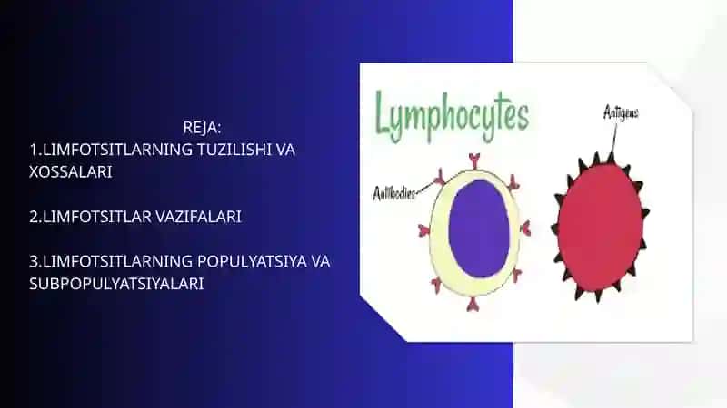 Limfotsitlarning tuzilishi va vazifalari 2