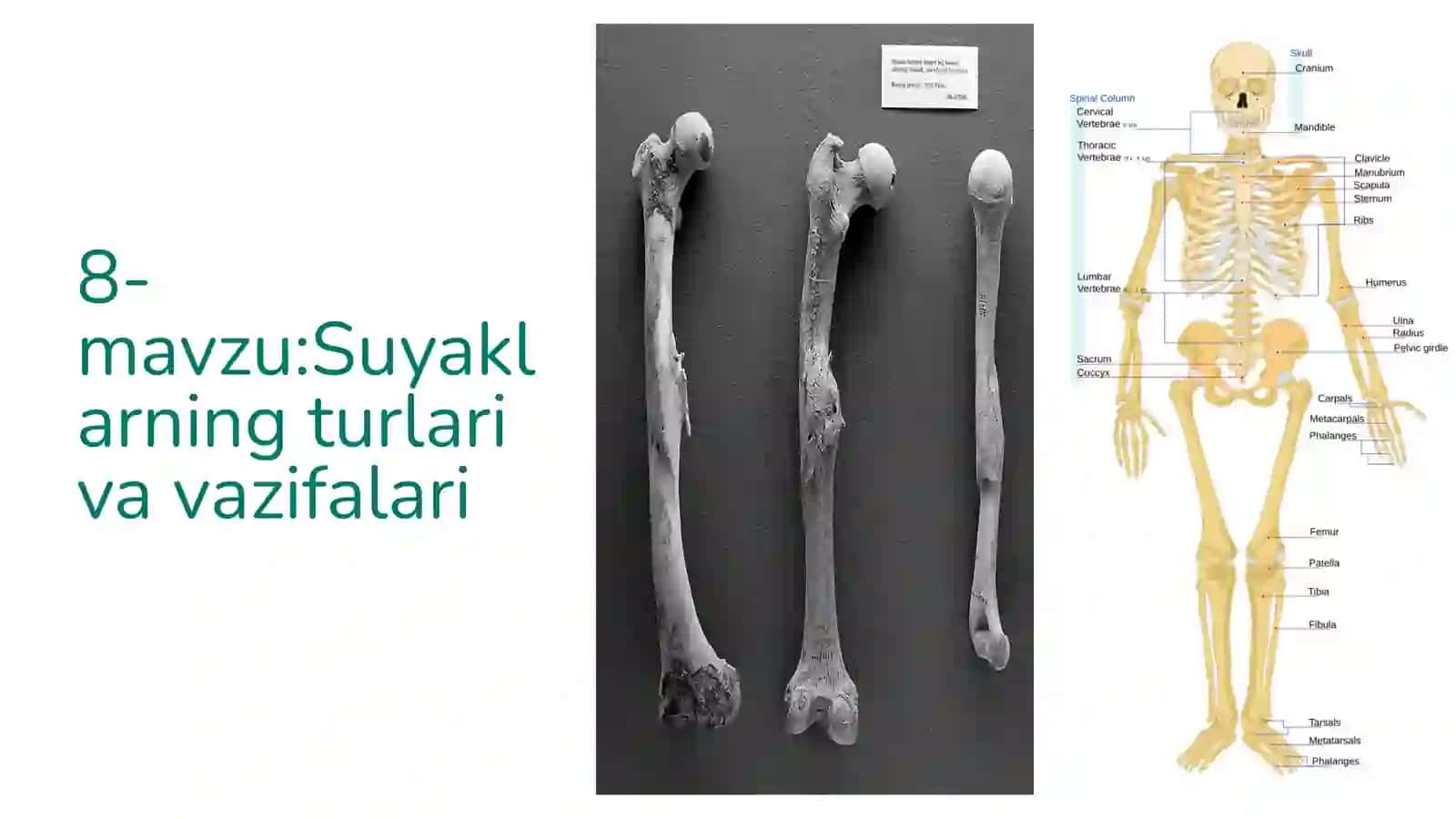Suyaklarning turlari va vazifalari 2