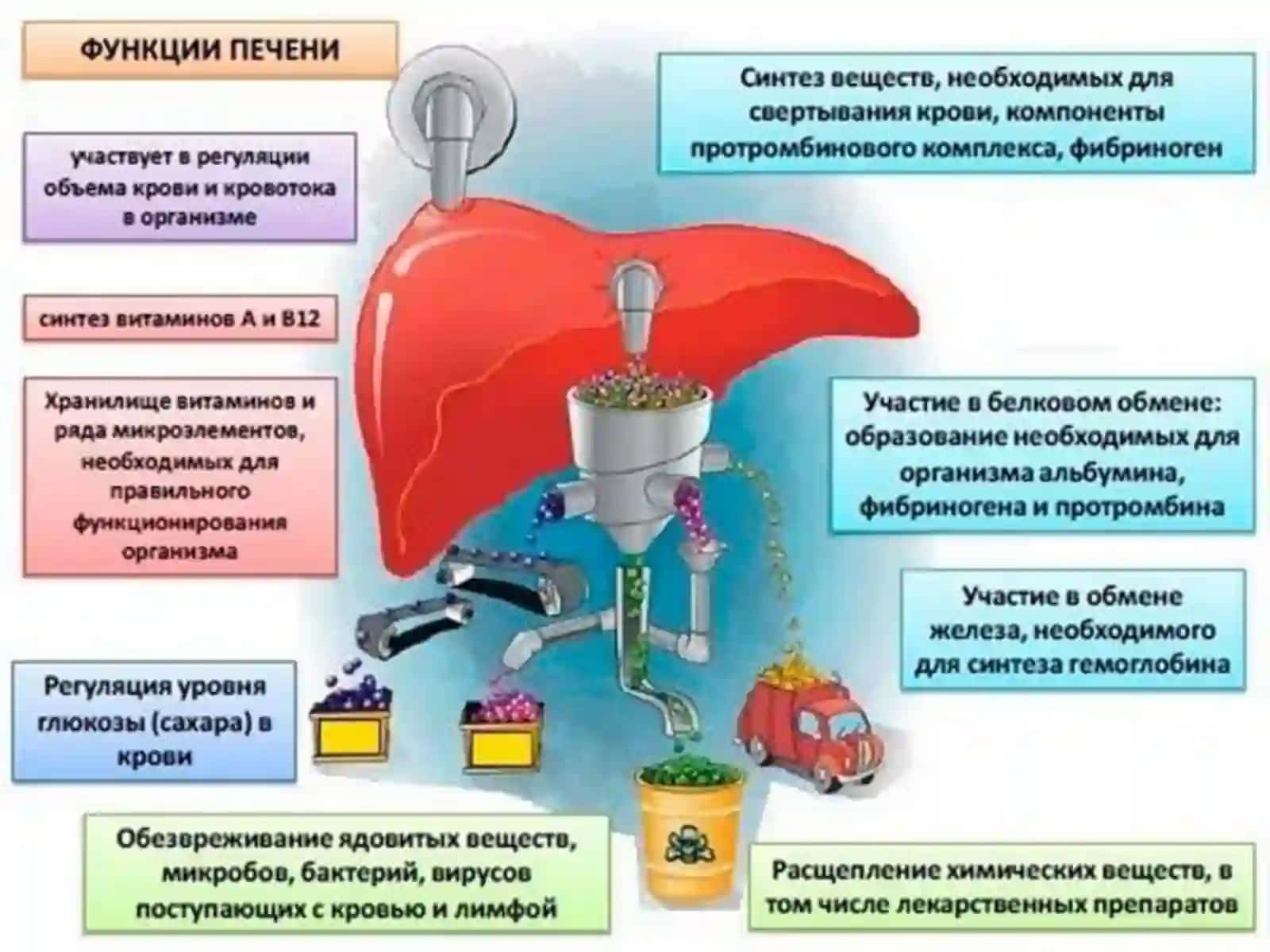 ЖИГАРПАТОФИЗИОЛОГИЯСИ 2