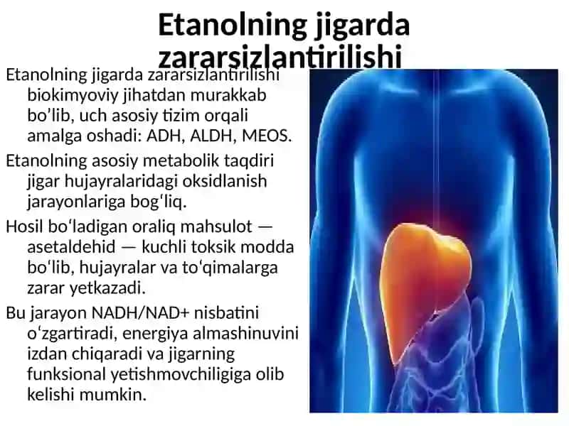 Etanolning jigarda zararsizlantirilishi 2