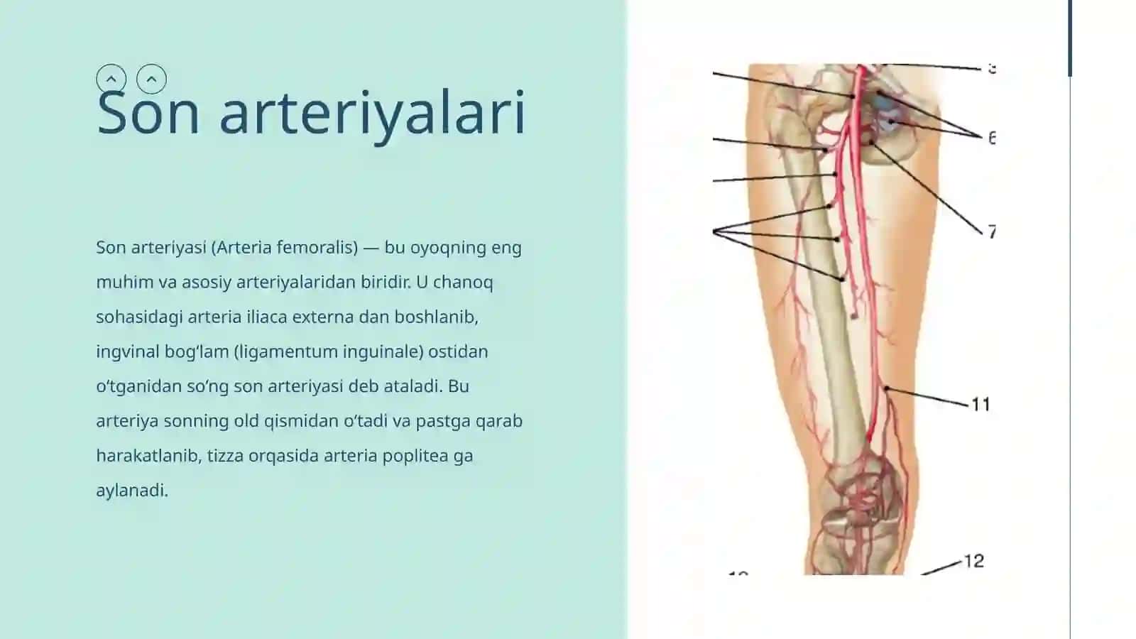 FUNDAMENTAL TIBBIYOT 106- GURUH 2