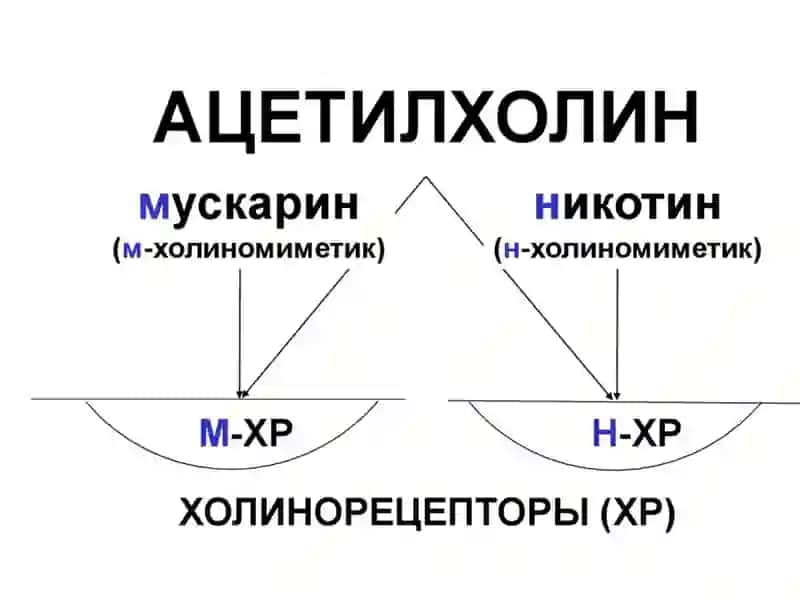 Н – ХОЛИНОРЕЦЕПТОРЛАРГА ТАЪСИР ЭТУВЧИ МОДДАЛАР 2