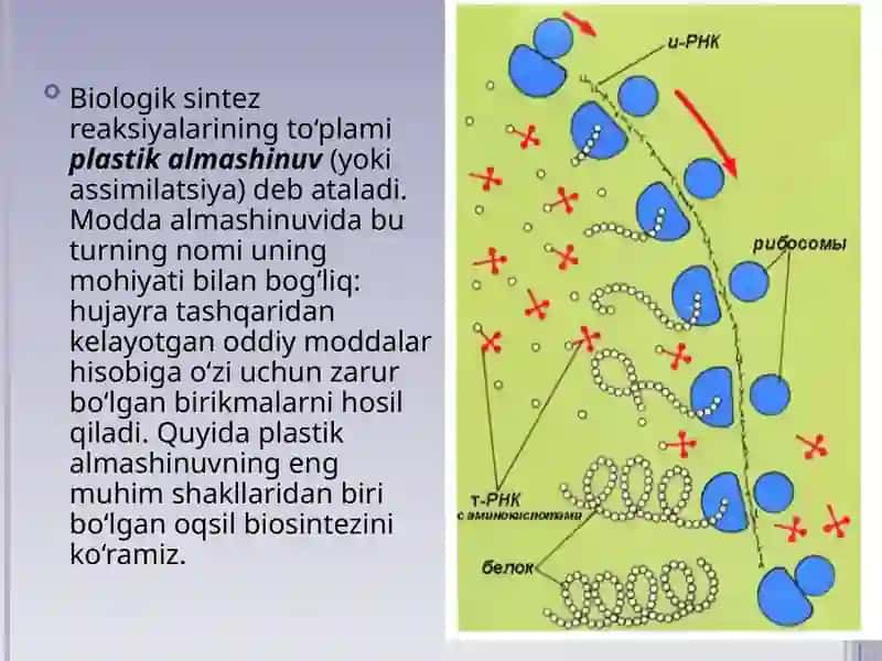 Plastik almashinuv. Oqsillar biosintezi. Genetik kod 2