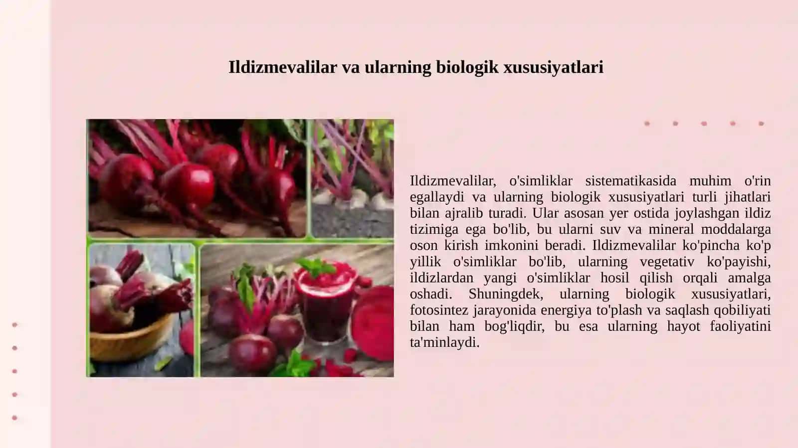 Ildizmevalilar.Qand lavlagining marfaloʻgik belgilari 2