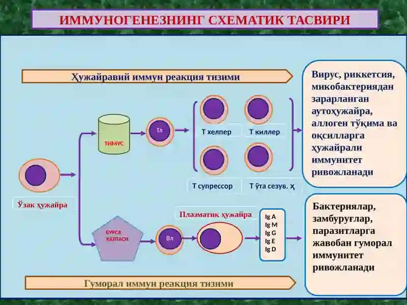ИММУНОПАТОЛОГИК ЖАРАЁНЛАР. АЛЛЕРГИК ВА АУТОИММУН КАСАЛЛИКЛАР. ИММУН ТАНҚИСЛИГИ 2