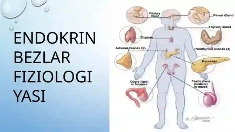 endokrin bezlar, gipotalamo gipofizar sistema 2