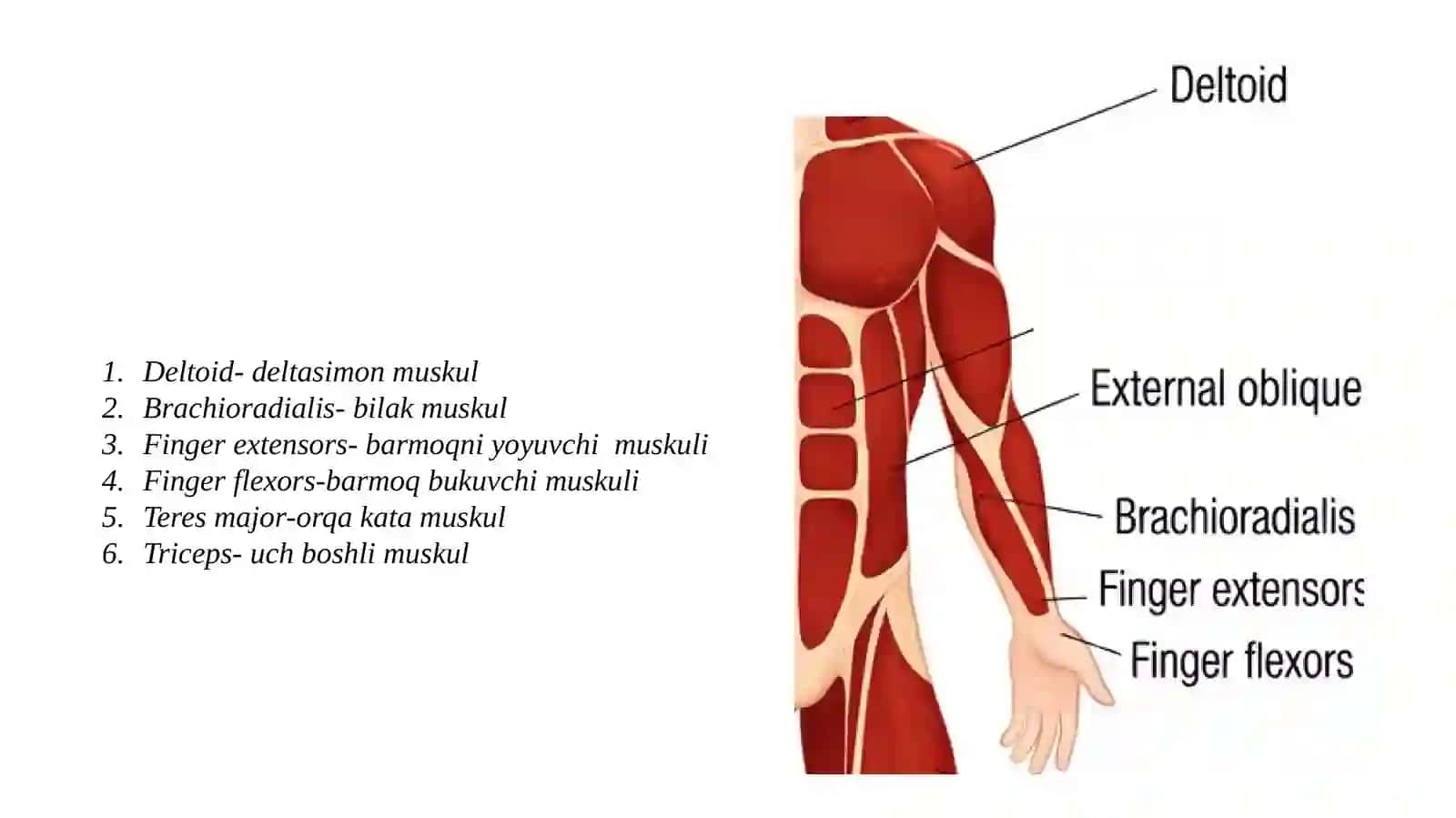 Qoʻloyoq muskullari 2