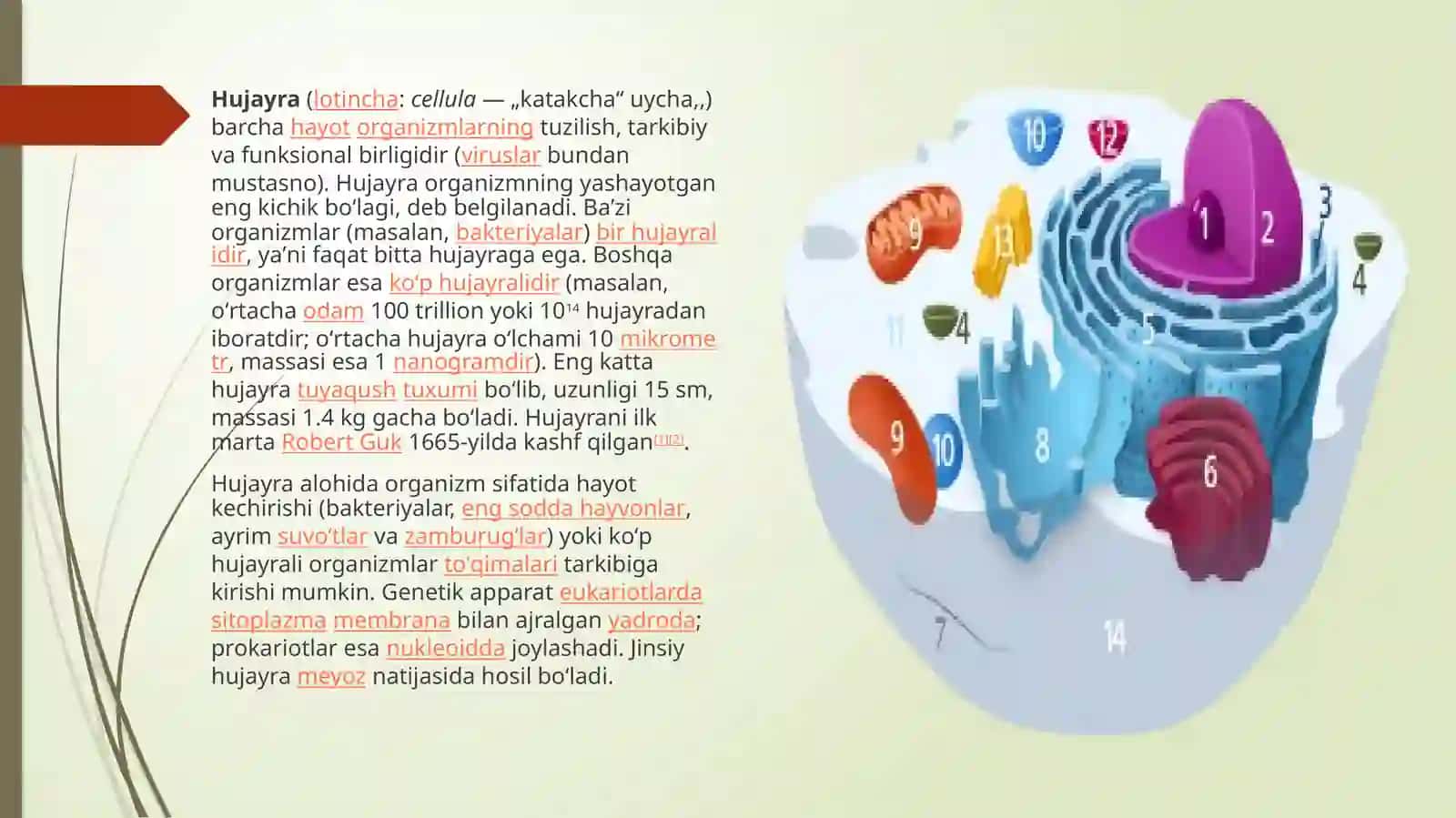 Hujayra tuzilishi 2