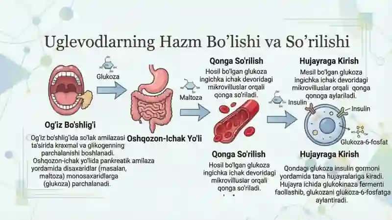 Uglevodl, oqsil va yogʻlar almashinuvi fiziologiyasi 2
