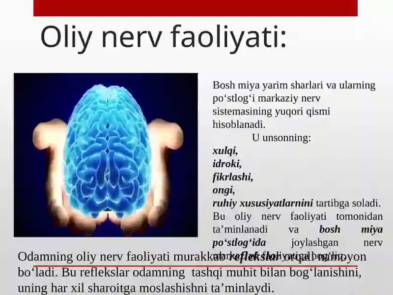 OLIY NERV FAOLIYATI VA UNING YOSH XUSUSIYATLARI 2