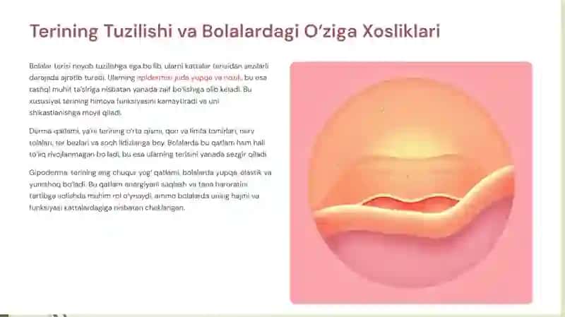 Bolalarda teri morfologik va funksional hususiyatlari. Teridagi bezlar, soch va tirnoklarning rivojlanishi, ularning funksional faoliyatini hususiyatlari. 2