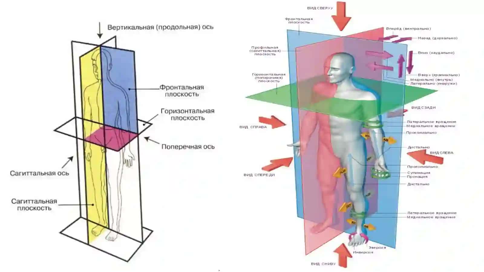UMUMIY OSTEOLOGIYA. SKELET HAQIDA UMUMIY TUSHUNCHA 2
