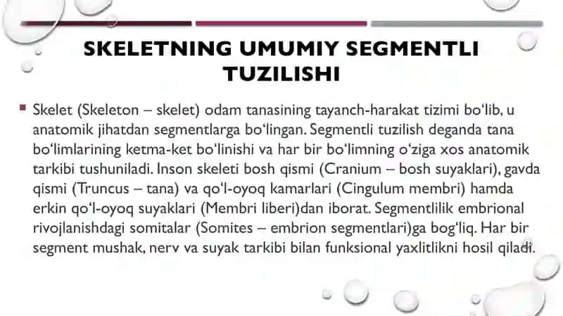 Skeletni segmentli tuzilishi. Umurtqa pog'onasini yosh va jinsga nisbatan farqlari. 2