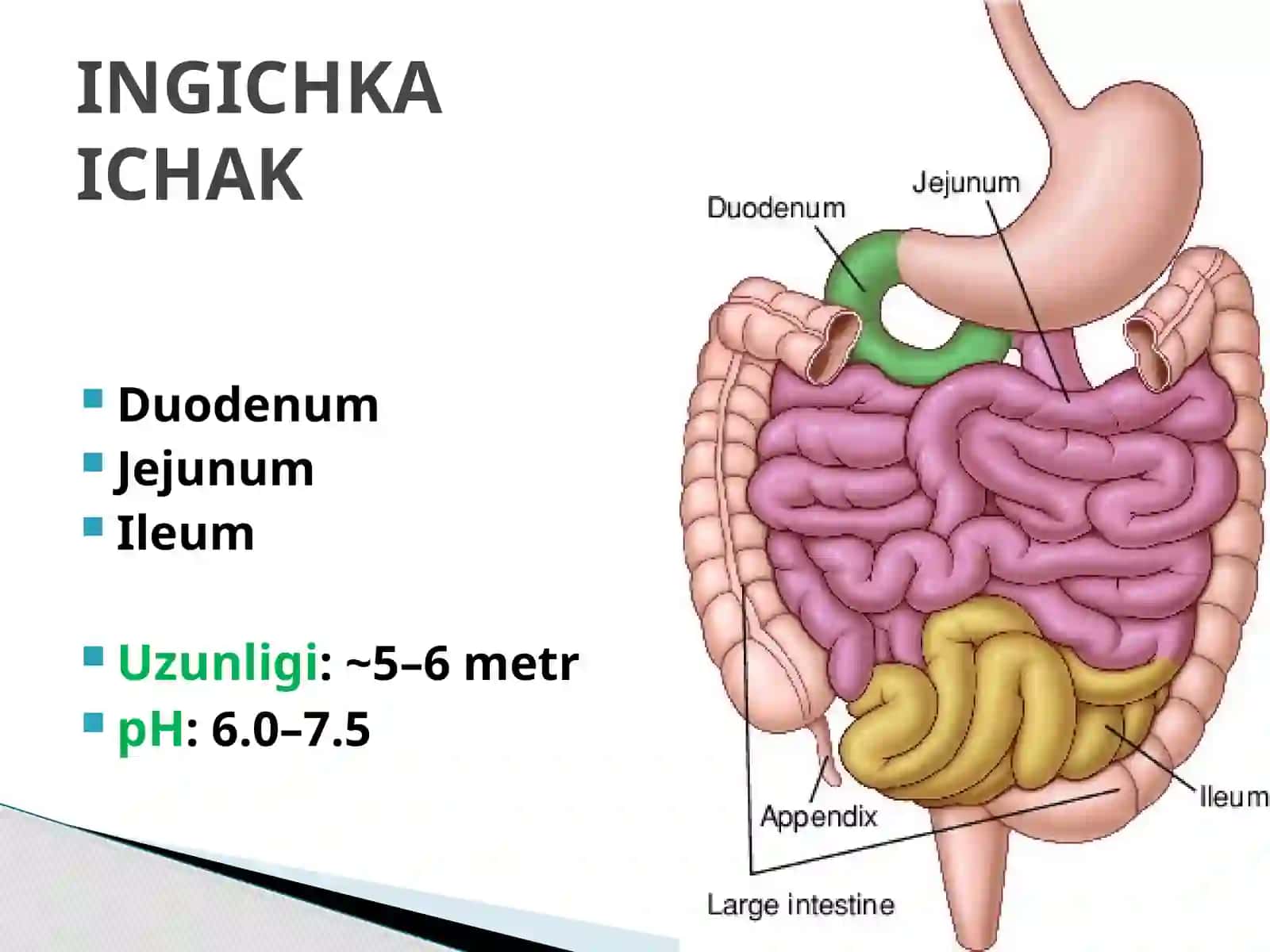 Odam va hayvonlarning ingichka va  yo'g'on ichagida ovqat hazm bo'lishini o'ziga xosligi 2