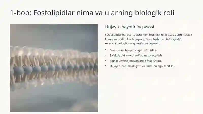 Fosfolipidlar almashinuvi buzilishi: Patofiziologiya va Klinik Ahmiyati 2