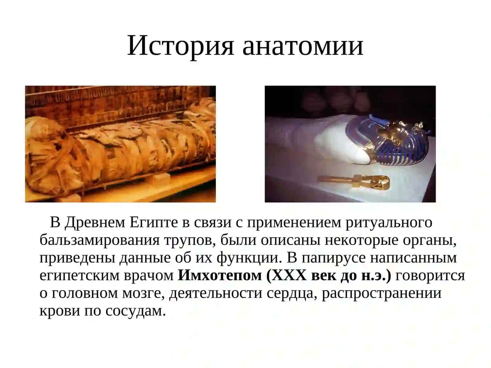 Краткий очерк истории анатомии человека 2