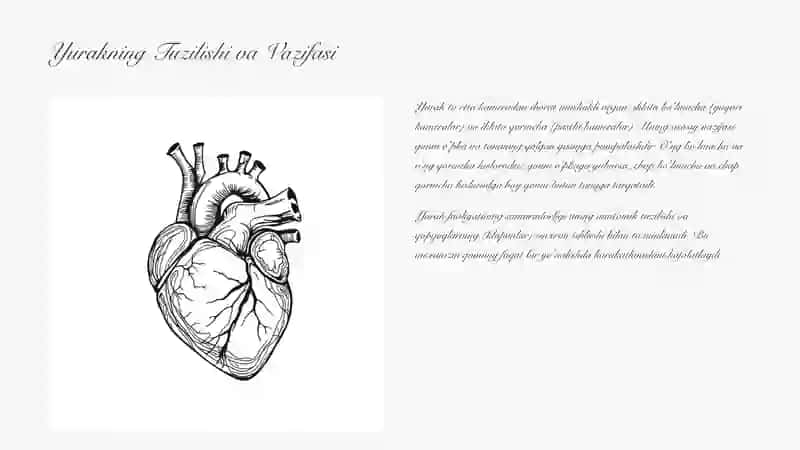 Yurak fiziologiyasi. Yurak sikli boshqarilishi. 2