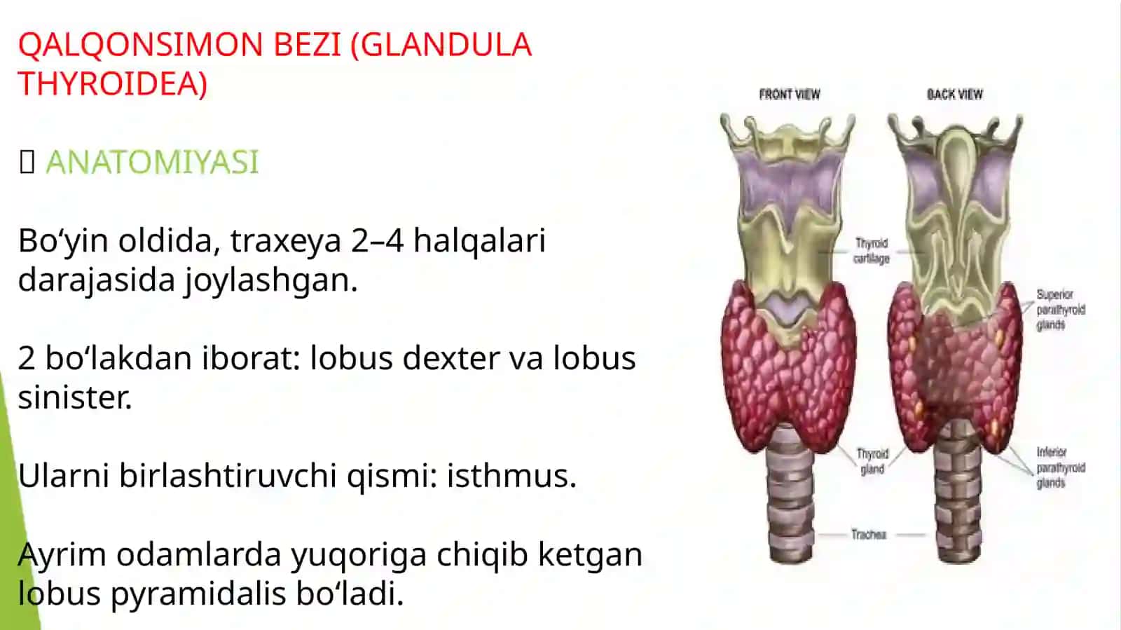 qalqonsimon va qalqon oldi bez fiziologiyasi 2