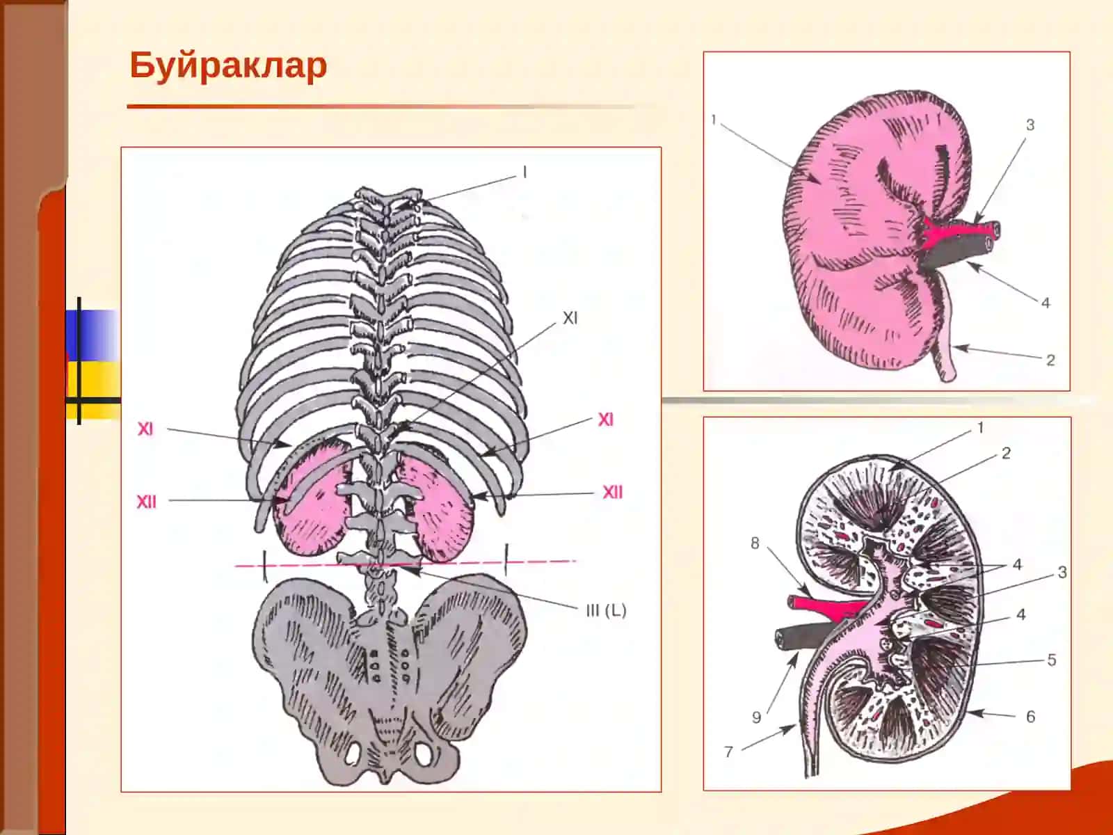 БУЙРАК КАСАЛЛИКЛАРИ БИЛАН КАСАЛЛАНГАН БЕМОРЛАРНИ ТЕКШИРИШ. АСОСИЙ КЛИНИК СИНДРОМЛАР. БУЙРАК ЕТИШМОВЧИЛИГИ 2
