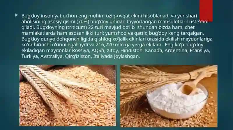 Quvvati 270 tonna/sutka bo’lgan  tegirmonda 1 navli 75% li un ishlab chiqarish texnologiyasini ishlab chiqish 2