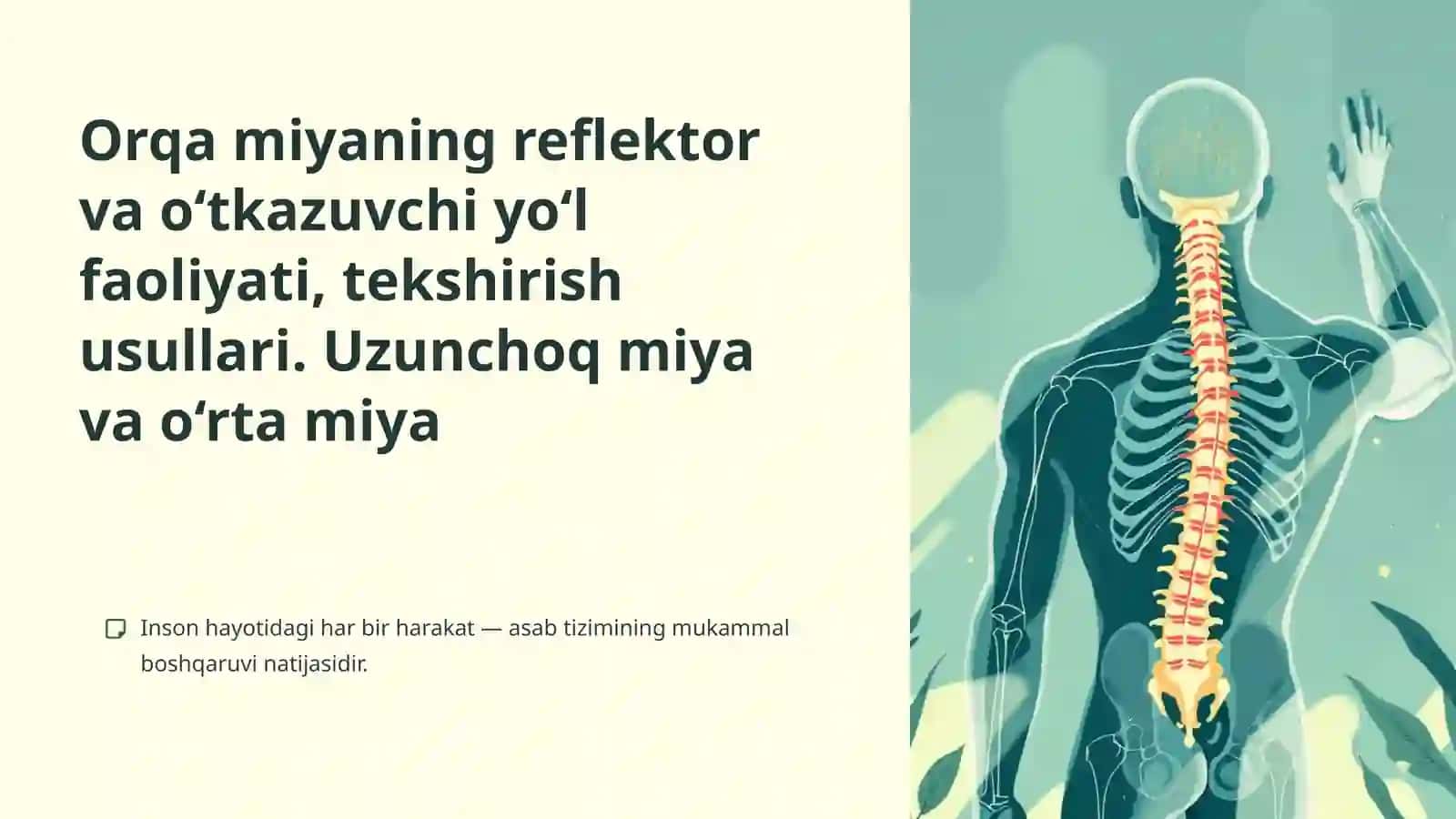 Orqa miyaning reflektor va o‘tkazuvchi yo‘l faoliyati, tekshirish usullari. Uzunchoq miya vao‘rtamiya 2