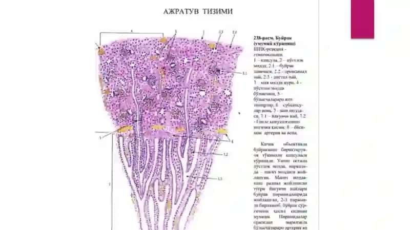 siydik ayiruv tizimi gistologiyasi 2