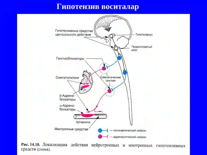 Гипотензив воситалар 2