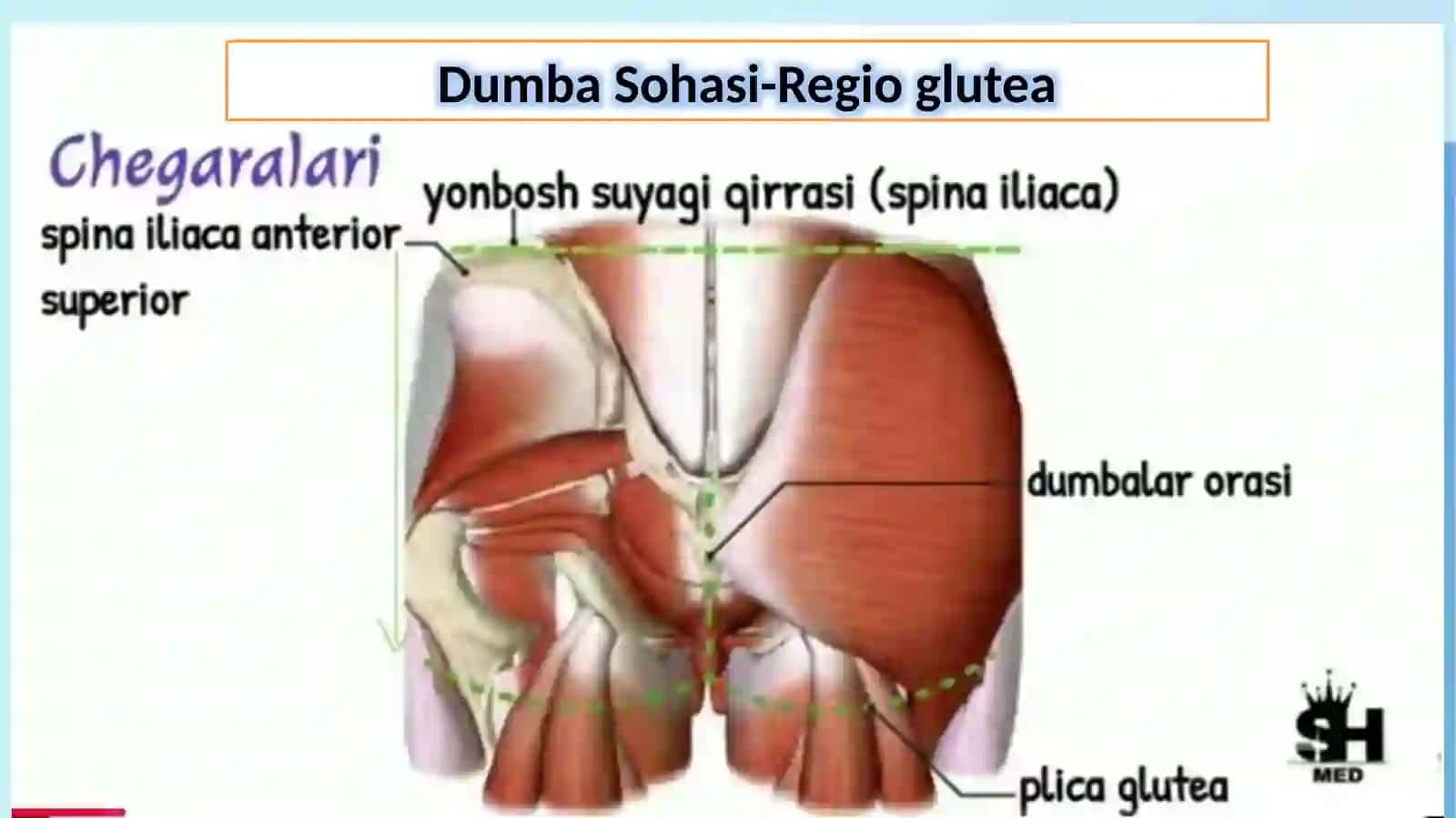 Oyoqning klinik anatomiyasi 2