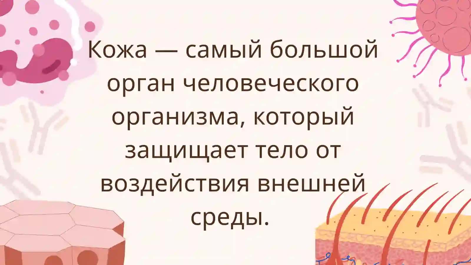 Строение и состав кожи 2