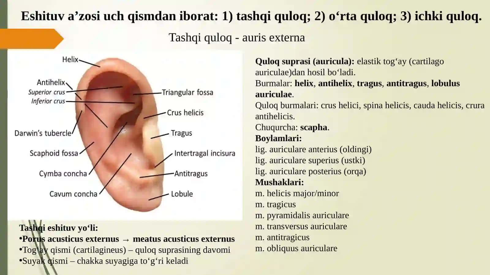 Eshtish tizimi va Vestibulyar apparat fiziologiyasi 2