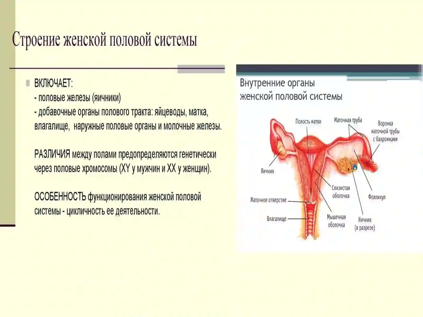 Женская половая система 2