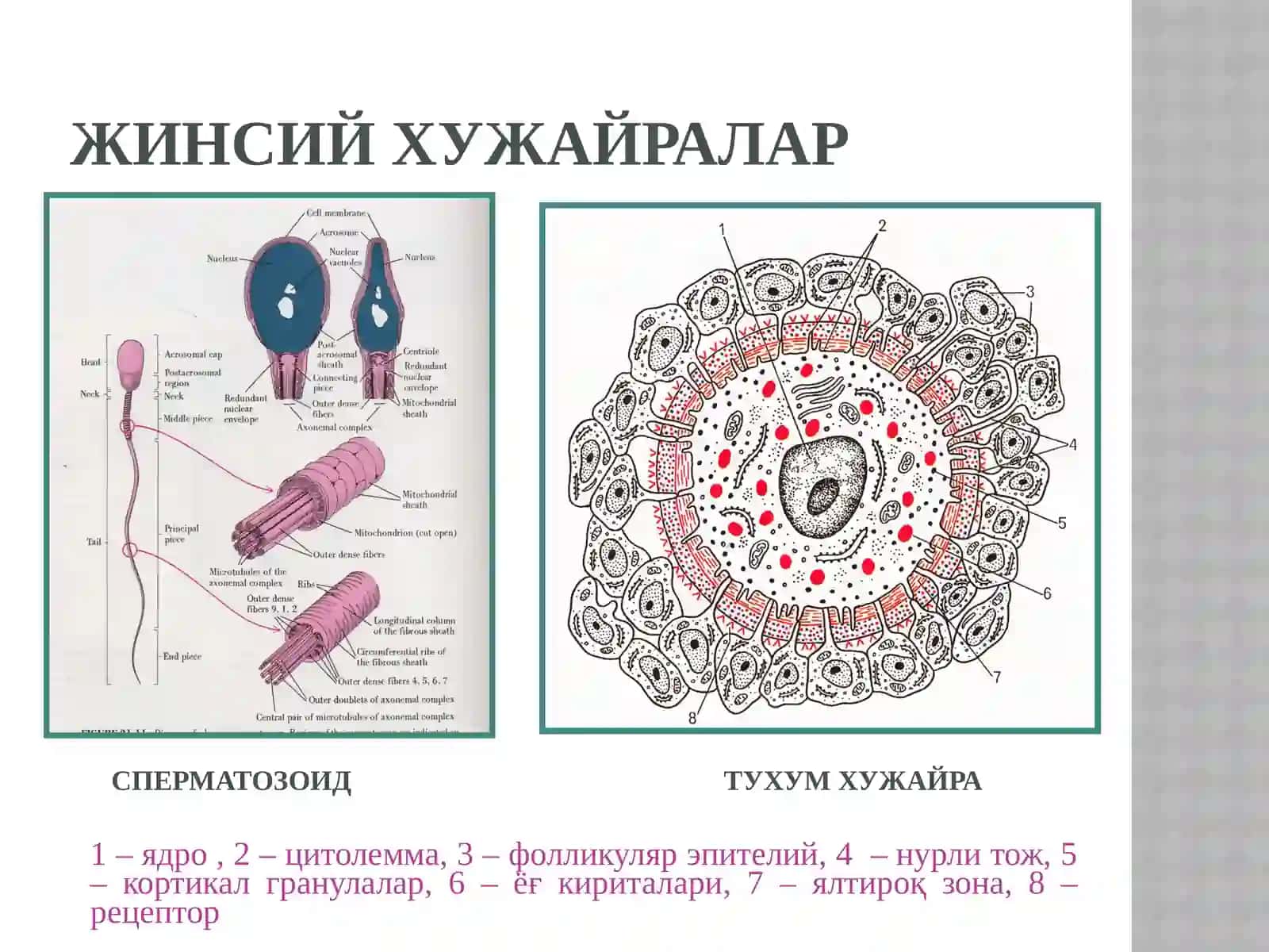ОДАМ ЭМБРИОГЕНЕЗИ ДАВРЛАРИ 2